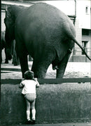 Zoo animals: elephants - Vintage Photograph