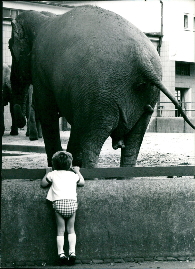 Zoo animals: elephants - Vintage Photograph