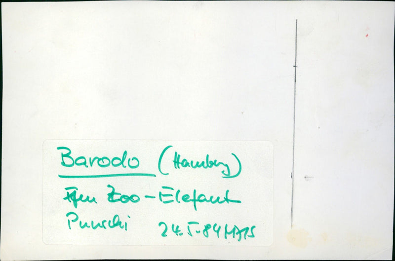 Zoo animals: elephants - Vintage Photograph