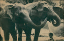 Zoo animals: elephants - Vintage Photograph