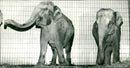 Zoo animals: elephants - Vintage Photograph