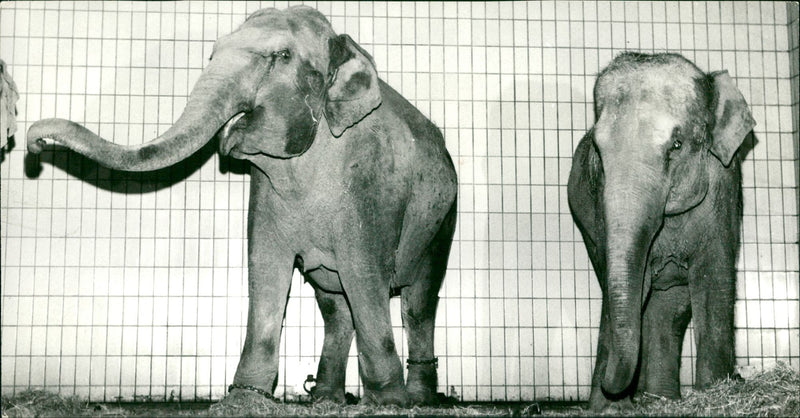 Zoo animals: elephants - Vintage Photograph