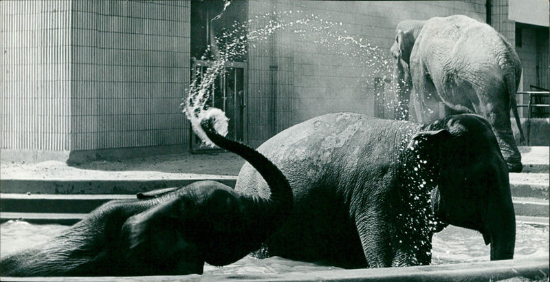Zoo animals: elephants - Vintage Photograph