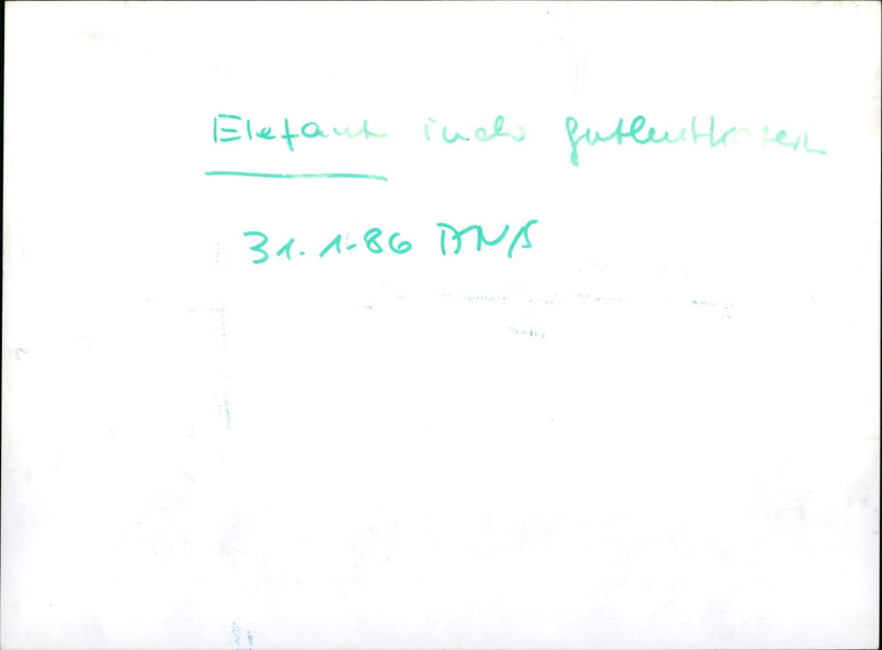 Zoo animals: elephants - Vintage Photograph