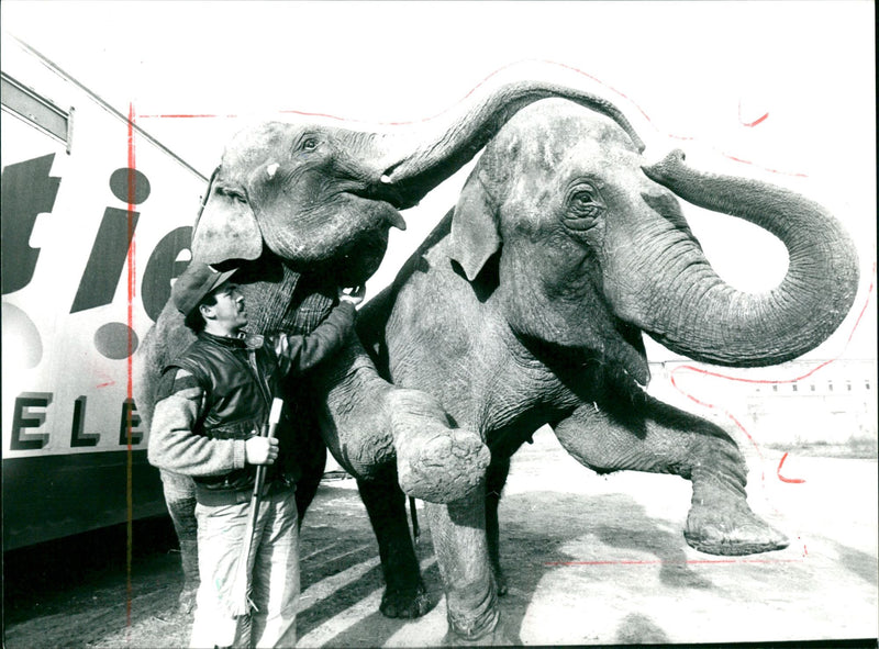 Zoo animals: elephants - Vintage Photograph