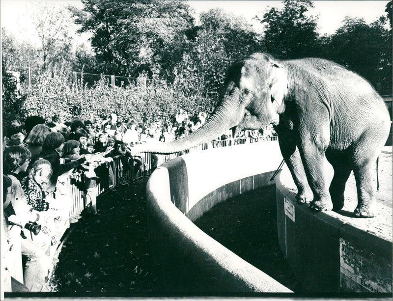 ELLEPHANT ZOO FREE ELEPHANT ANIMALS FFMCOM ELLEFANTES WWWELLEFANTECO - Vintage Photograph