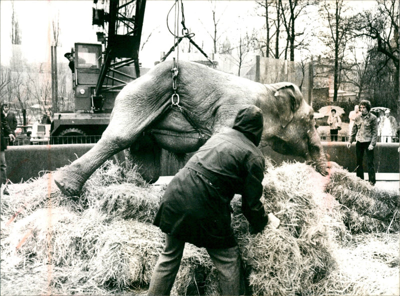 ANIMALS DIETER KUHN MAIN FFMCOM ELEPHANT GERMANY FMUK - Vintage Photograph