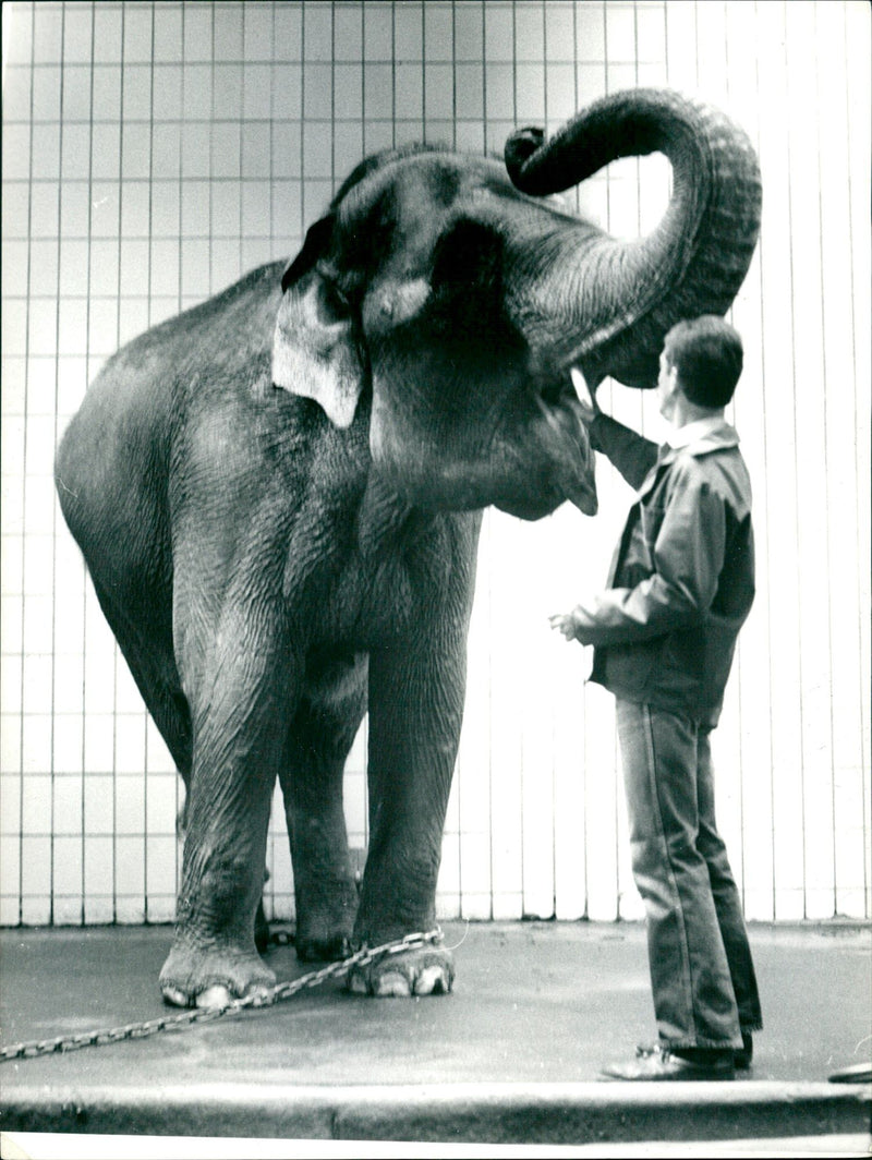 ANIMALS EGE ELEFAUH ZOO HOME ELEPHANT - Vintage Photograph