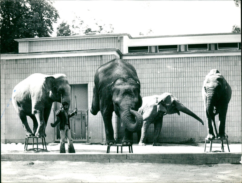 1976 ELEPHANT ANIMALS DASTOWSKI SCHEEDSR BANK KTO VOLKSBANK FFM - Vintage Photograph