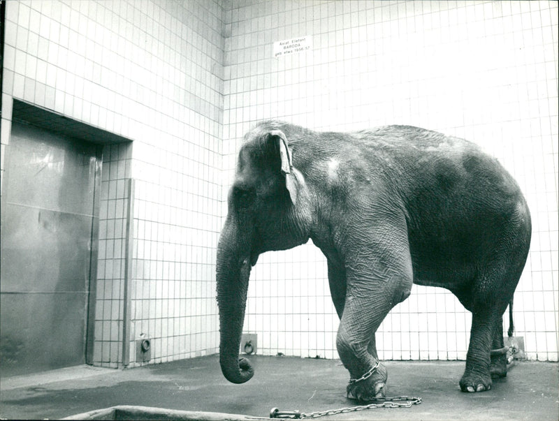 ELEPHANT ANIMALS FREE ZOO ELEFACH BARUDA PRESSOTOGRAFI - Vintage Photograph