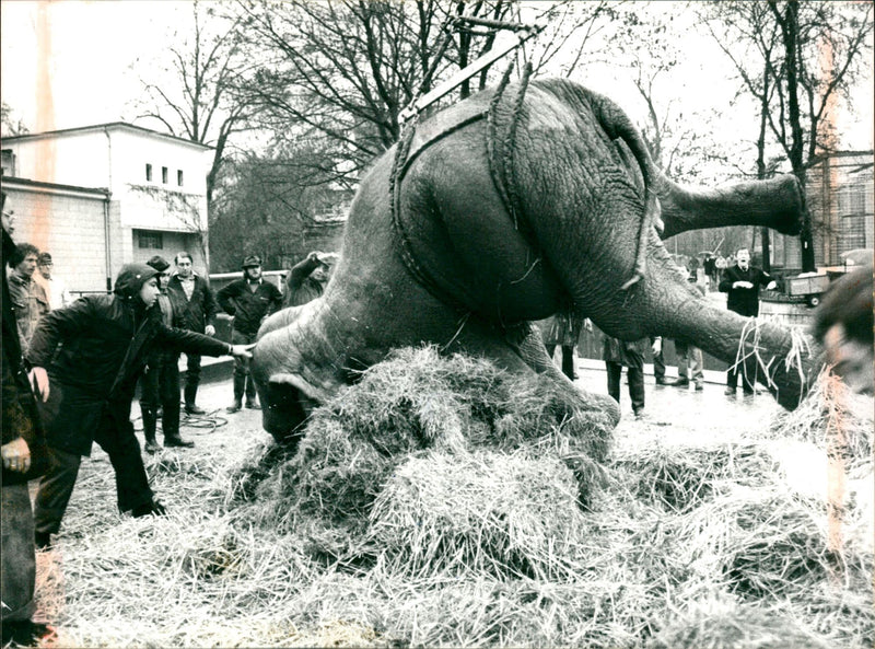 FFM ELEPHANT ANIMALS HAVE BEEN FOUND WILD WERE - Vintage Photograph