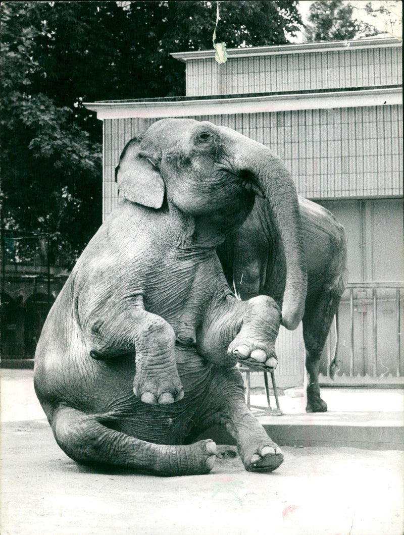 1987 ELEPHANT ANIMALS PRESPHOTOGRAPHER RANKFURTIMAIN SWITZERL - Vintage Photograph