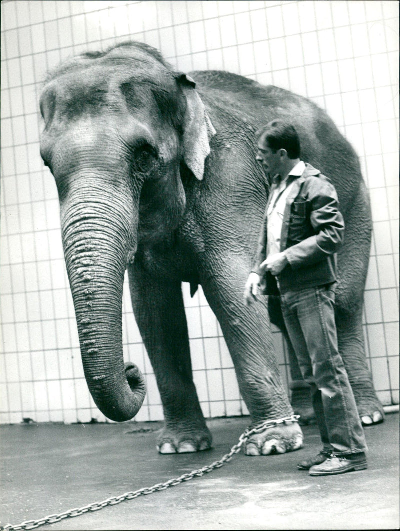 ELEPHANT ANIMALS WHO ELEL ZOO BARUDA PRESSOTOGRAPHER - Vintage Photograph