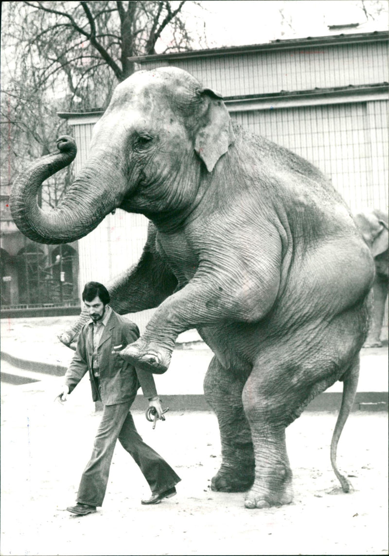 1976 ELEPHANT ANIMALS MALL THERE ZOO BARODA KARSTEN SCHU ANIS PHOTO DIETER KUH - Vintage Photograph