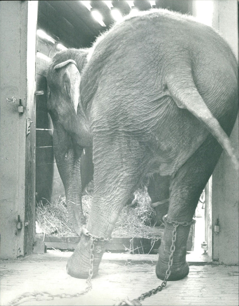 ANIMALS FUN ZOO ELEPHANT BARODA FFMCOM VIDEOS AROUND - Vintage Photograph