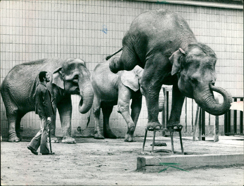 1984 ZOO BARIA HOME ELEPHANT ANIMALS ELEPHANTS BAROET - Vintage Photograph