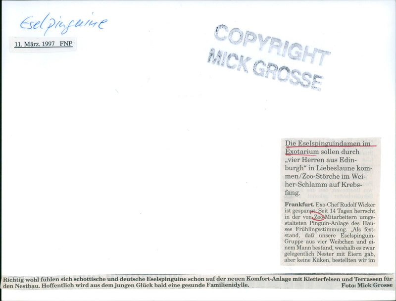 1997 penguins in the exotarium - Vintage Photograph