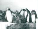 1997 penguins in the exotarium - Vintage Photograph