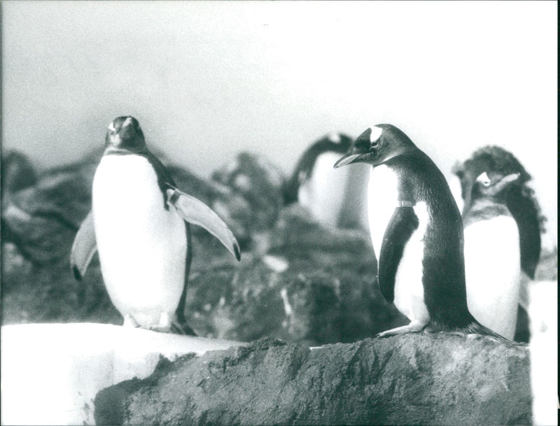1997 penguins in the exotarium - Vintage Photograph