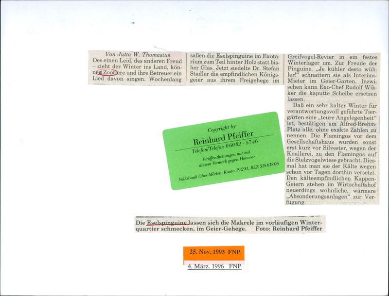 1993 penguins in the exotarium - Vintage Photograph