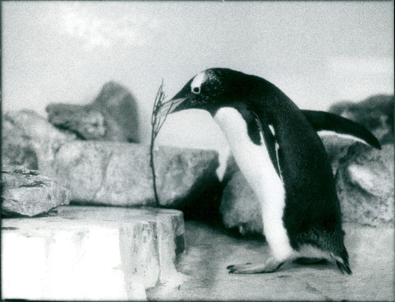 ANIMALS PENGUINS GERD SCIEFFLER IRIEOPERE SANASI BRASSE RANKFURT FFM - Vintage Photograph