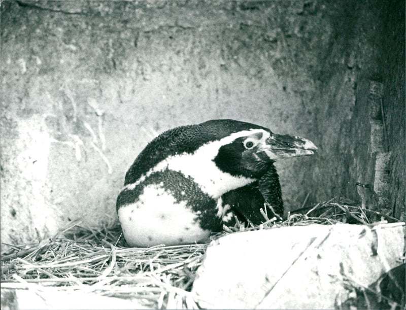 ANIMALS ZOO PENGUINS SILDJOUMALLA ALLED GERMAN JOURNAL - Vintage Photograph