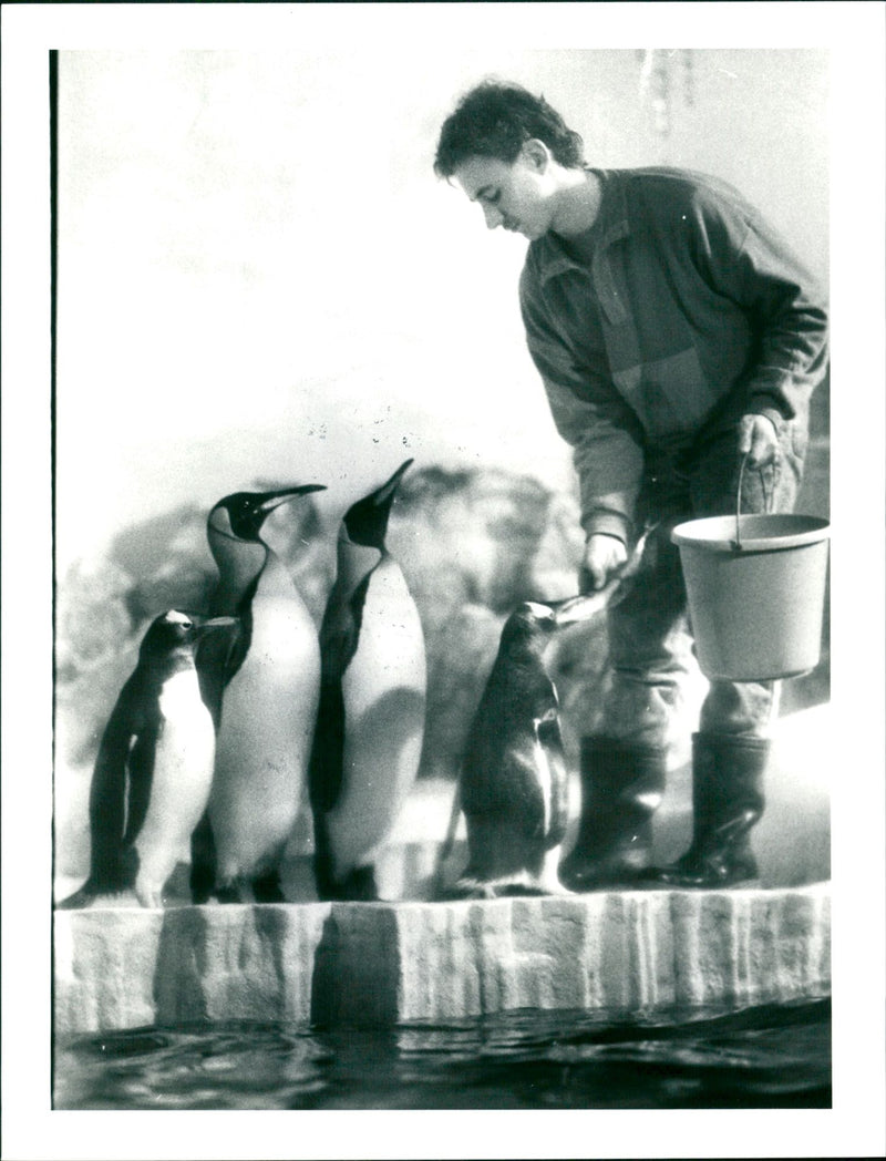 ANIMALS PENGUINS ARE MOST POPULAR - Vintage Photograph