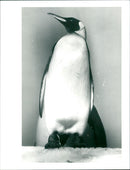ANIMALS PENGUINS ARE MOST POPULAR - Vintage Photograph