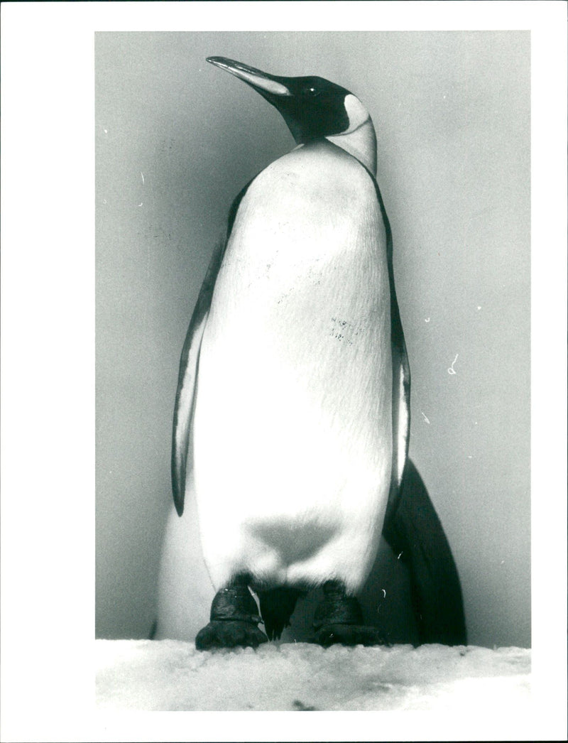 ANIMALS PENGUINS ARE MOST POPULAR - Vintage Photograph