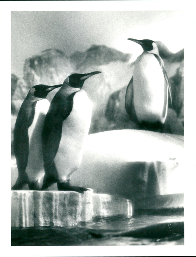 ANIMALS PENGUINS ZOO KATERPINQUINE LOCATED TOWN - Vintage Photograph