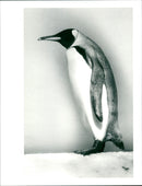 1922 ANIMALS PENGUINS ZOO KAISEPINQUINE BONE ARE AMONG - Vintage Photograph