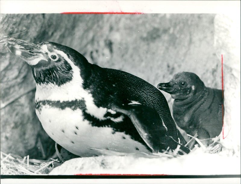 ANIMALS PENGUINS ARE MOST POPULAR FRANKFURT ZOO - Vintage Photograph