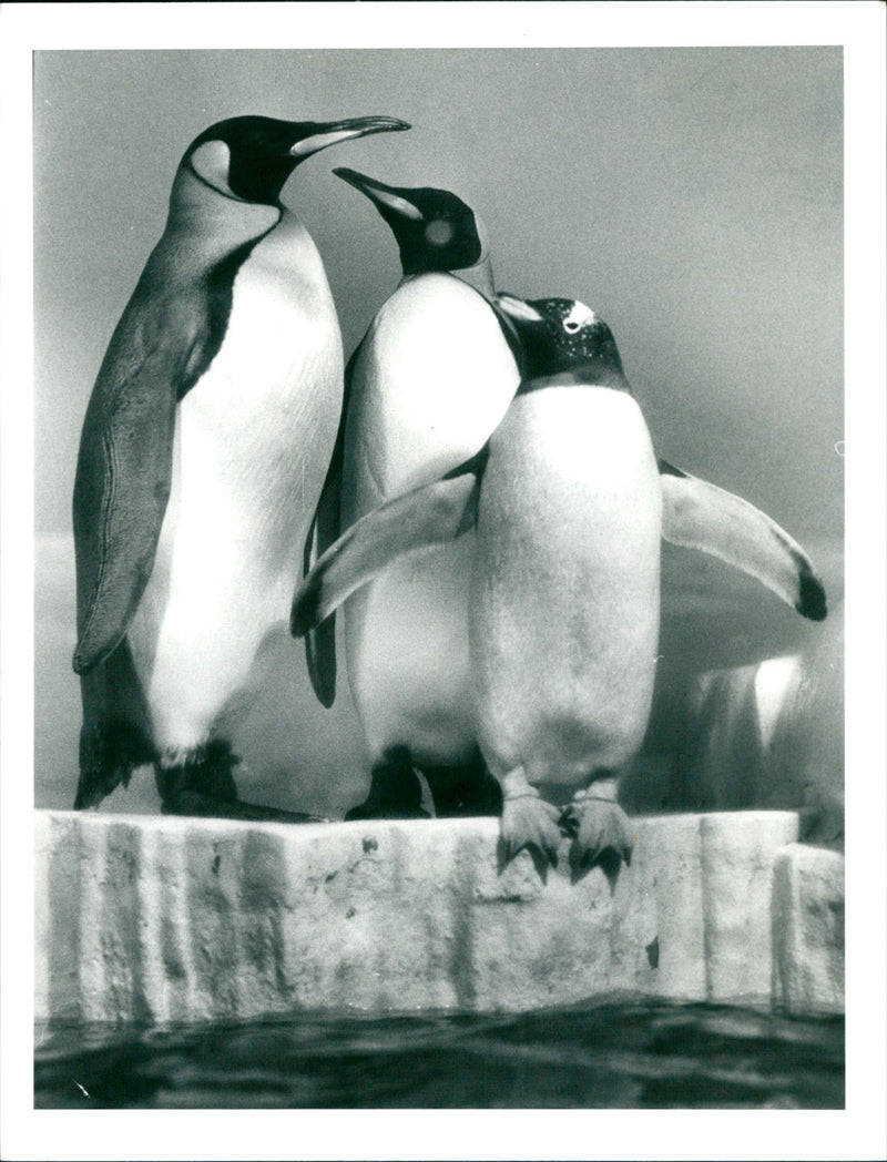1987 Frankfurt Zoo - Vintage Photograph