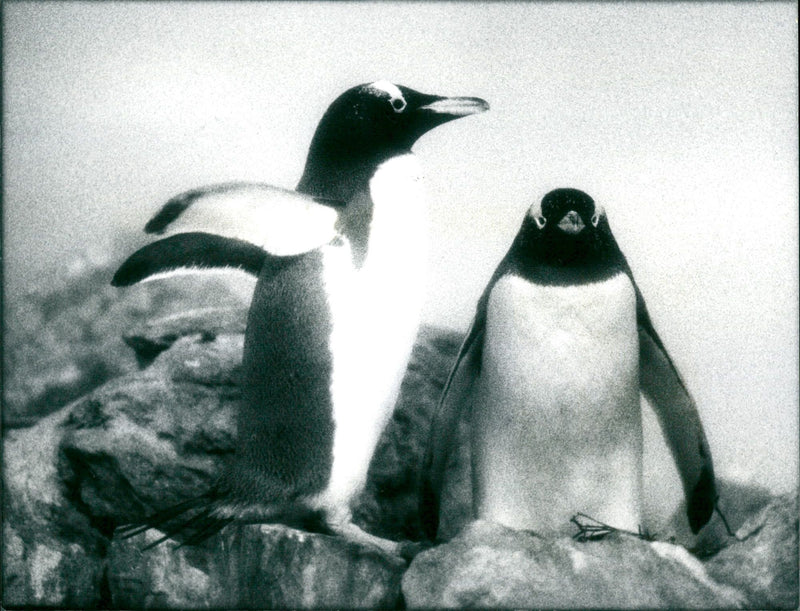 ANIMALS PENGUINS COVERICHI GERMSCHAFTLERBILD SIIST HRVESPERO ENOST NON - Vintage Photograph