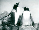 1991 ANIMALS WHEN PENGUINS FIGHT FRANKFURT ZOO THIS NOT ALWAYS SER - Vintage Photograph