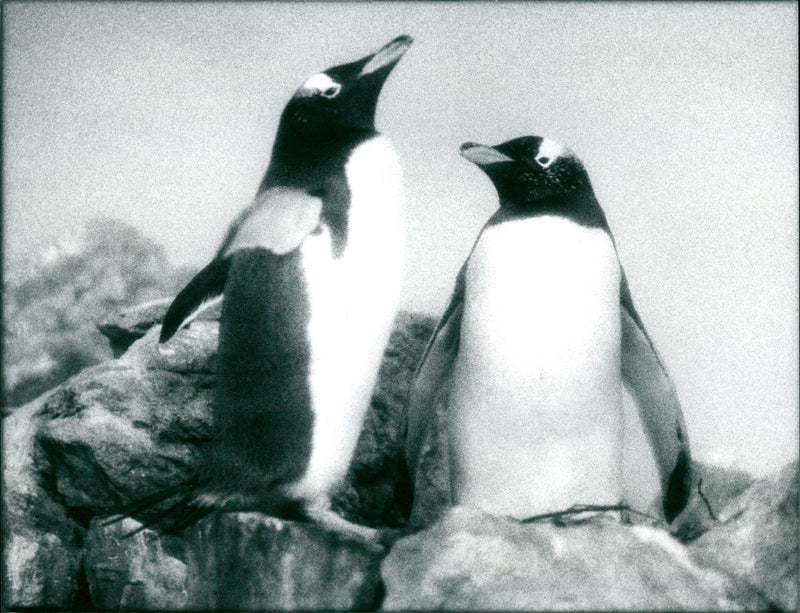 1991 ANIMALS WHEN PENGUINS FIGHT FRANKFURT ZOO THIS NOT ALWAYS SER - Vintage Photograph