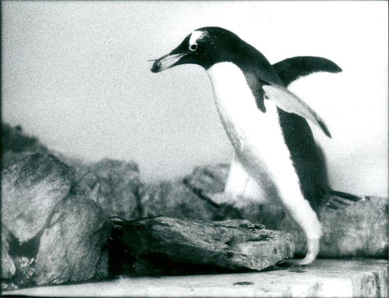 ANIMALS PENGUINS SOFTLER AVG FOKU PIU GUINE FFM ZOO PENGUI - Vintage Photograph