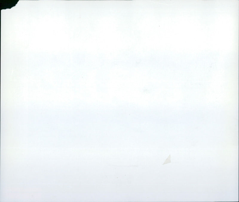 1996 donkey penguins - Vintage Photograph