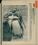 1996 donkey penguins - Vintage Photograph