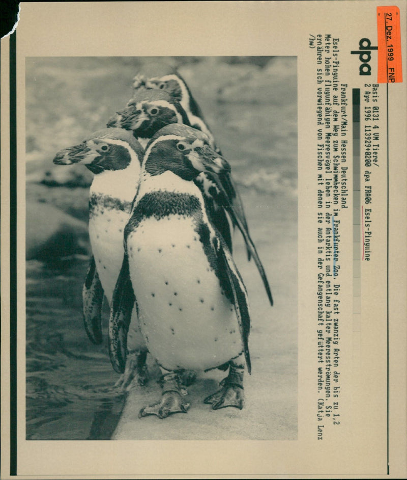 1996 donkey penguins - Vintage Photograph