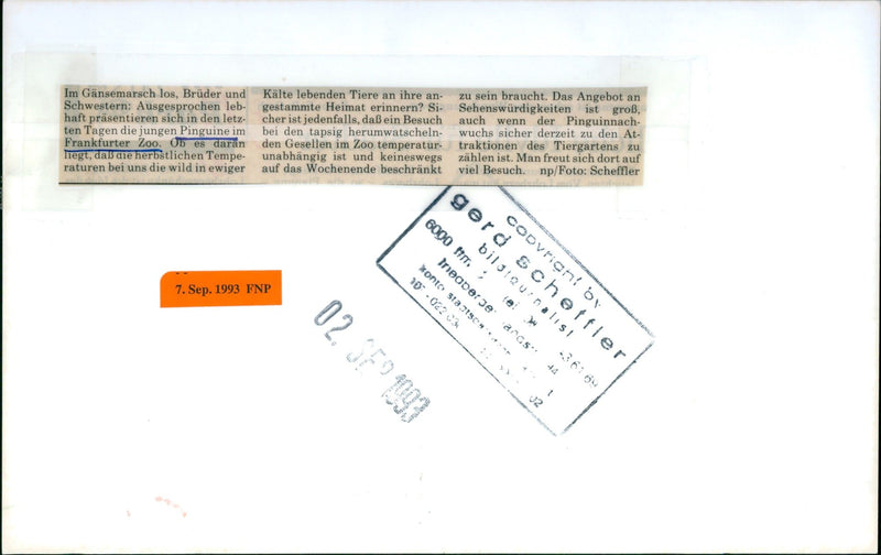 1993 penguins in the goose march - Vintage Photograph