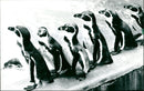 1993 penguins in the goose march - Vintage Photograph