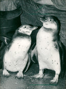 1989 penguins - Vintage Photograph