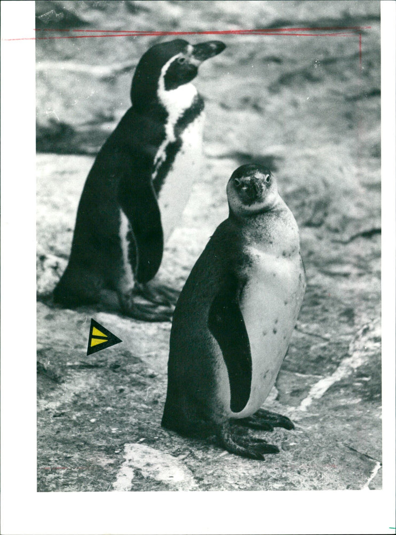 1999 donkey penguins - Vintage Photograph