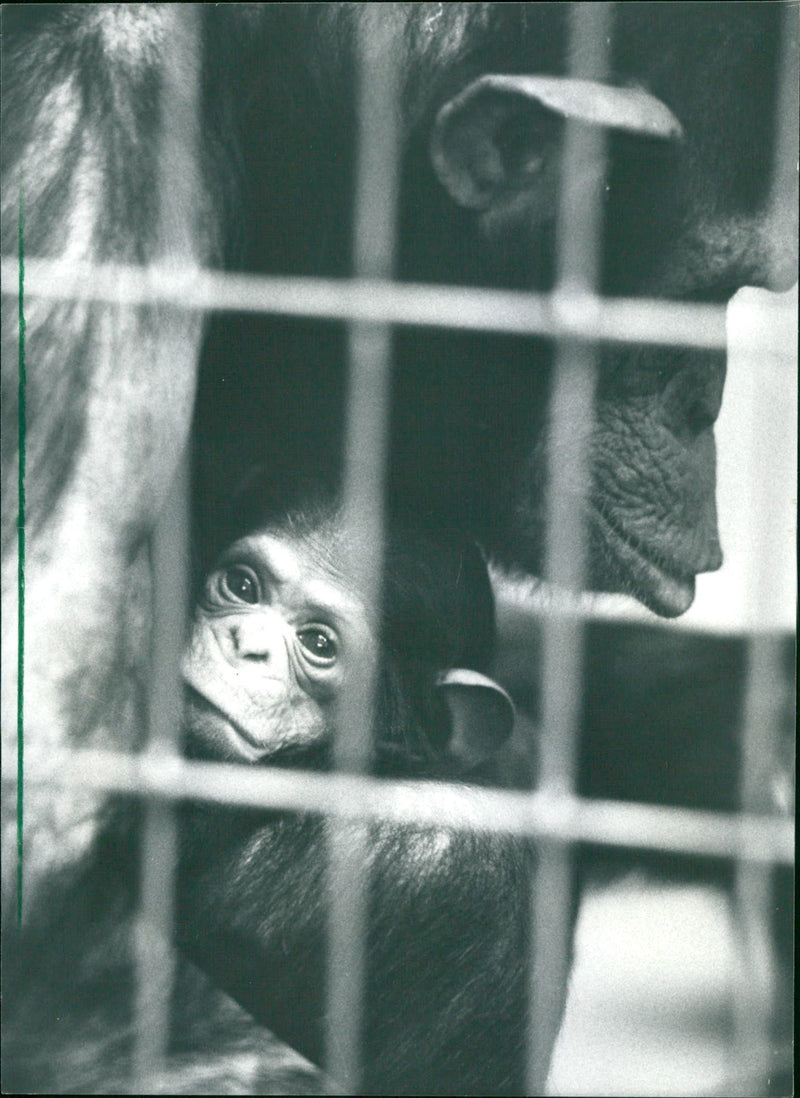 ANIMALS ALLEN CHIMPANZEE DWARF BOWO ZOO MONKEYS - Vintage Photograph