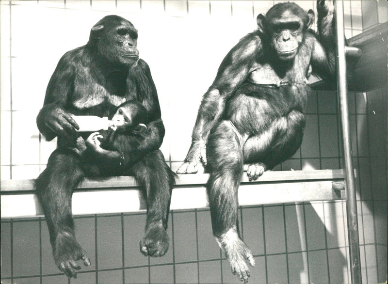 1975 ANIMALS ALLEN CHIMPANZEE DWARF BOWO BOTTLECO OOO PRESER PRESS - Vintage Photograph