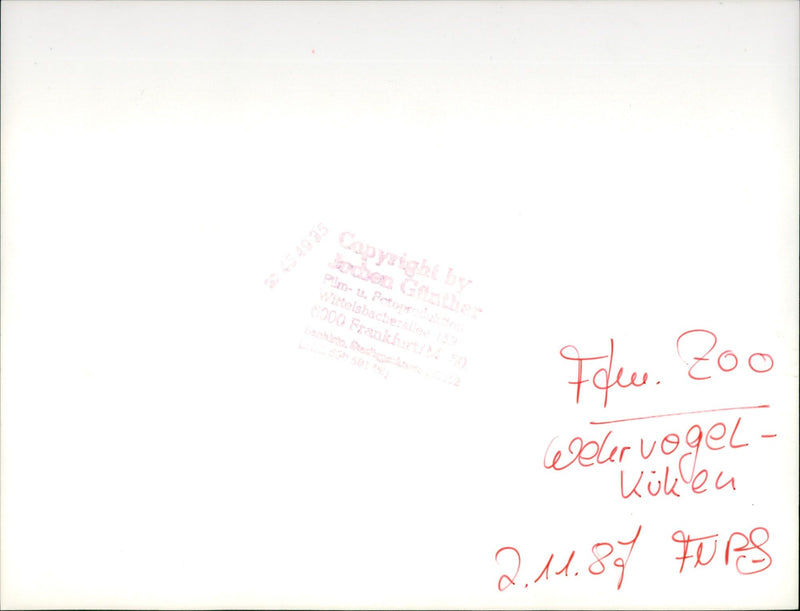 1987 TIENE BIRD CHICKENS FOTONDA WITTELSBACHERALLEE FRANKFURT WELERVOG FFM TIE - Vintage Photograph