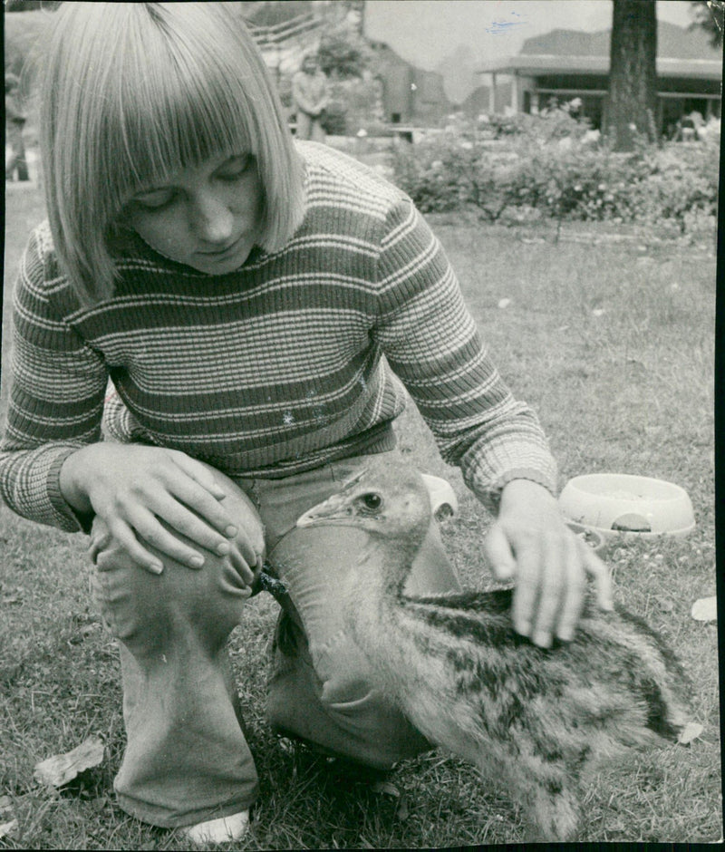 ANIMAL OSTRICH PRESSOTO LUNG CIC POLICY LOCAL PROVINCE SPO - Vintage Photograph