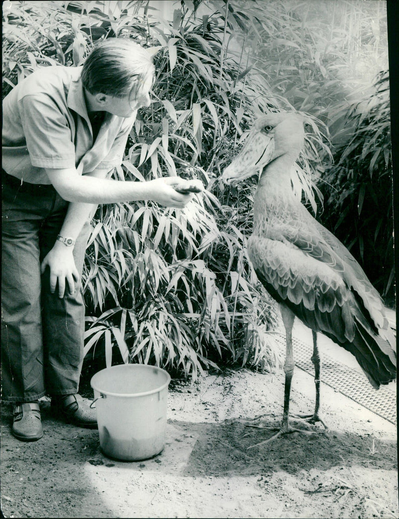 ANIMALS VOGEE SHOE BEAK BIRD PREY FEATHER FISH - Vintage Photograph