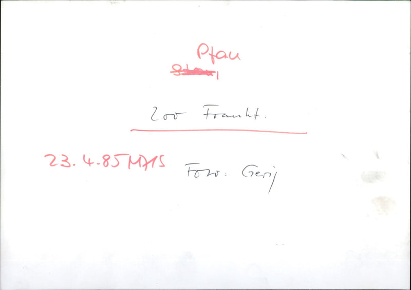 Peacock from Frankfurt Zoo - Vintage Photograph